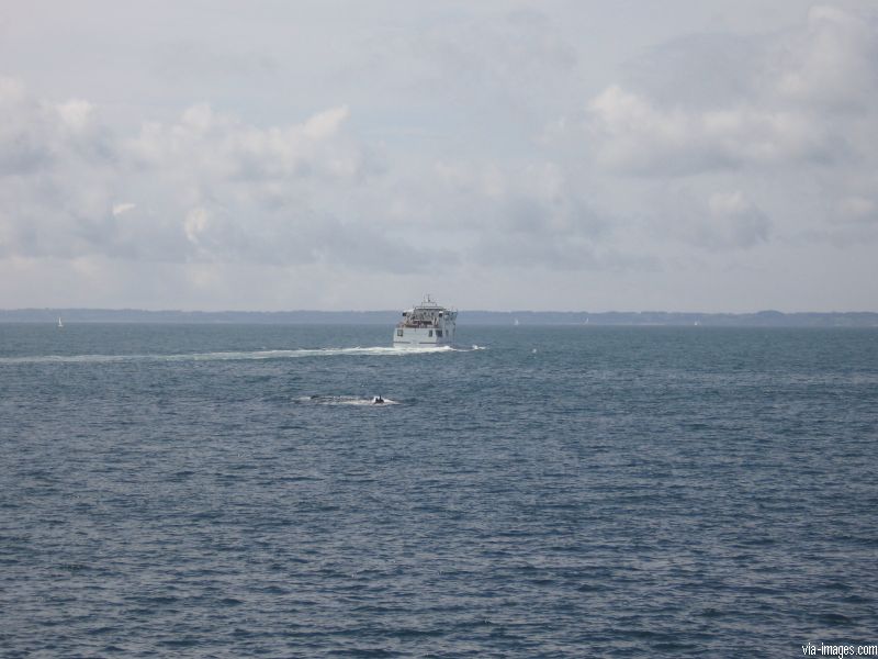 Bateau Vindilis