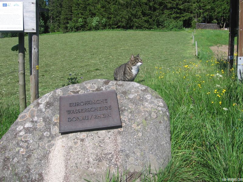 La source du Danube
